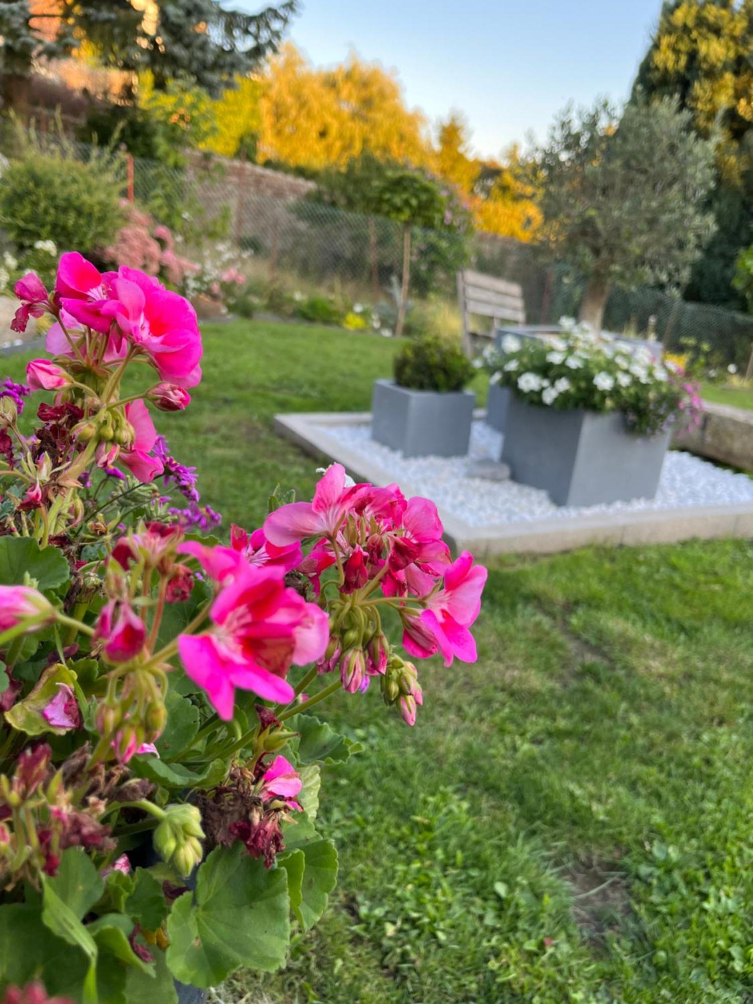 Le Petit Paradis Cassel Exteriör bild