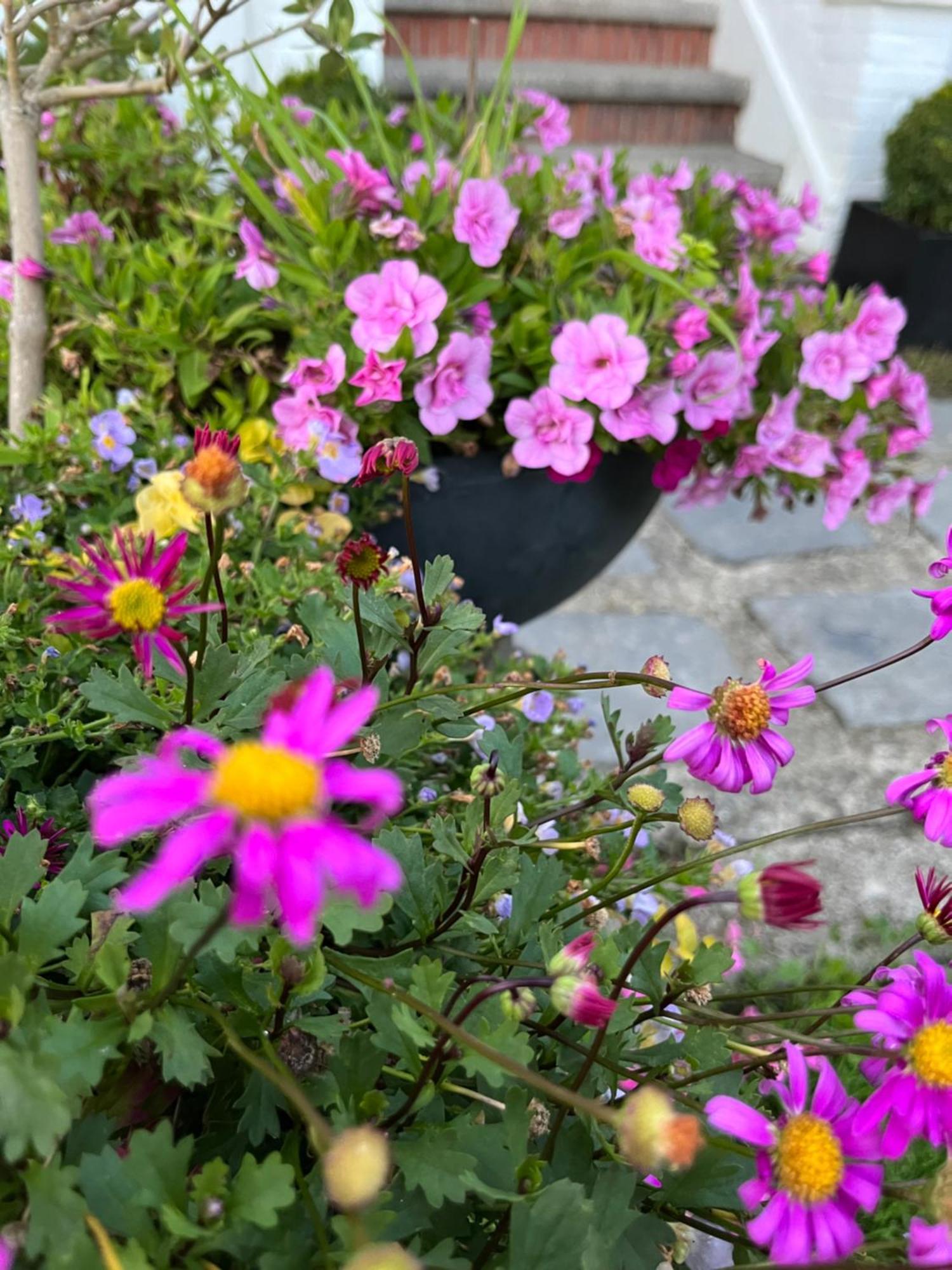 Le Petit Paradis Cassel Exteriör bild